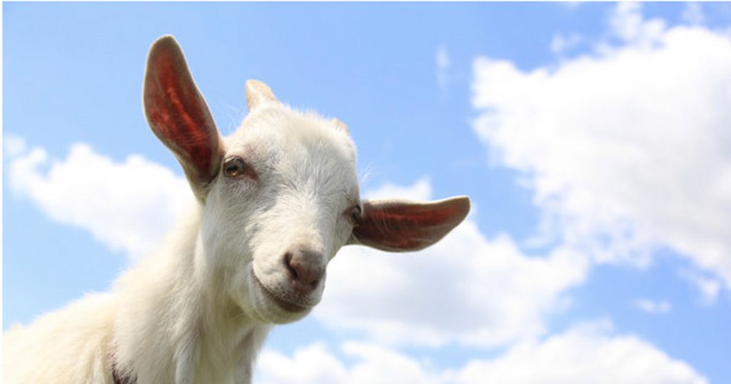 inspirational goat quotes _ everything inspirational