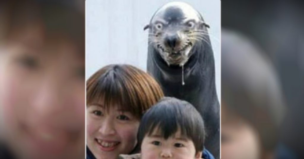 godupdates 12 animal photobombs 4