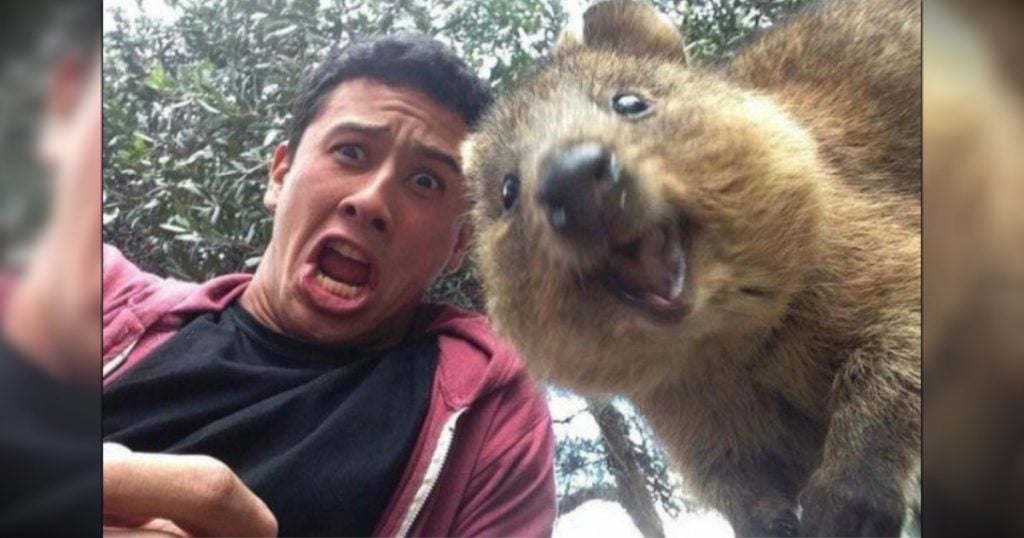 godupdates 12 animal photobombs 7