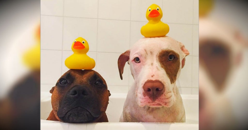 godupdates 2 rescue dogs foster 2 ducks fb