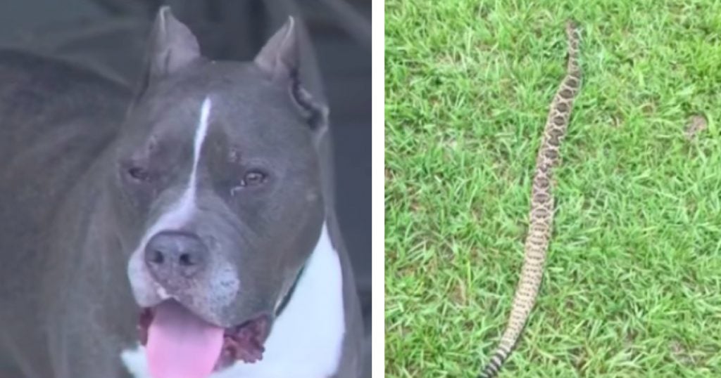 godupdates Rattlesnake Bit The Brave Dog Named Beast Who Shielded His Owner fb