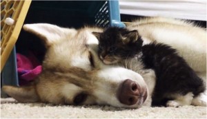 godupdates-abandoned-kitten-becomes-part-of-pack-of-huskies-1