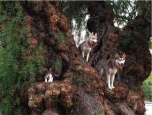 godupdates-abandoned-kitten-becomes-part-of-pack-of-huskies-10