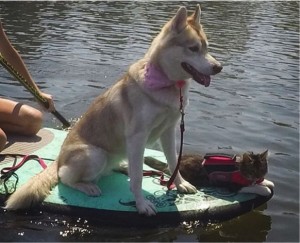 godupdates-abandoned-kitten-becomes-part-of-pack-of-huskies-11