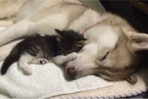 godupdates-abandoned-kitten-becomes-part-of-pack-of-huskies-2