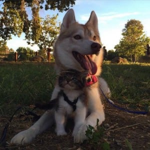 godupdates-abandoned-kitten-becomes-part-of-pack-of-huskies-3