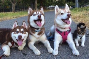 godupdates-abandoned-kitten-becomes-part-of-pack-of-huskies-5