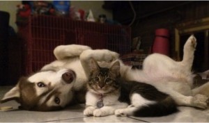 godupdates-abandoned-kitten-becomes-part-of-pack-of-huskies-6