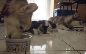 godupdates-abandoned-kitten-becomes-part-of-pack-of-huskies-7