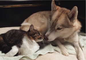 godupdates-abandoned-kitten-becomes-part-of-pack-of-huskies-8