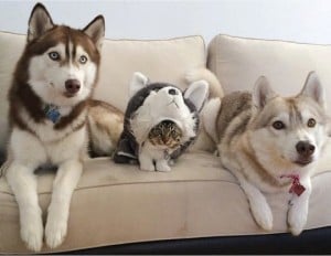 godupdates-abandoned-kitten-becomes-part-of-pack-of-huskies-9