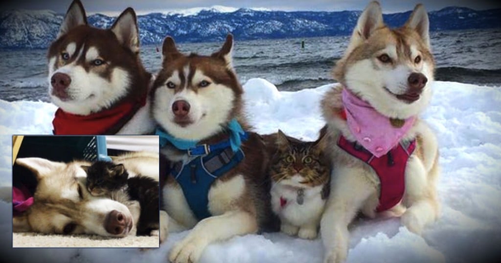 godupdates-abandoned-kitten-becomes-part-of-pack-of-huskies-fb(1)