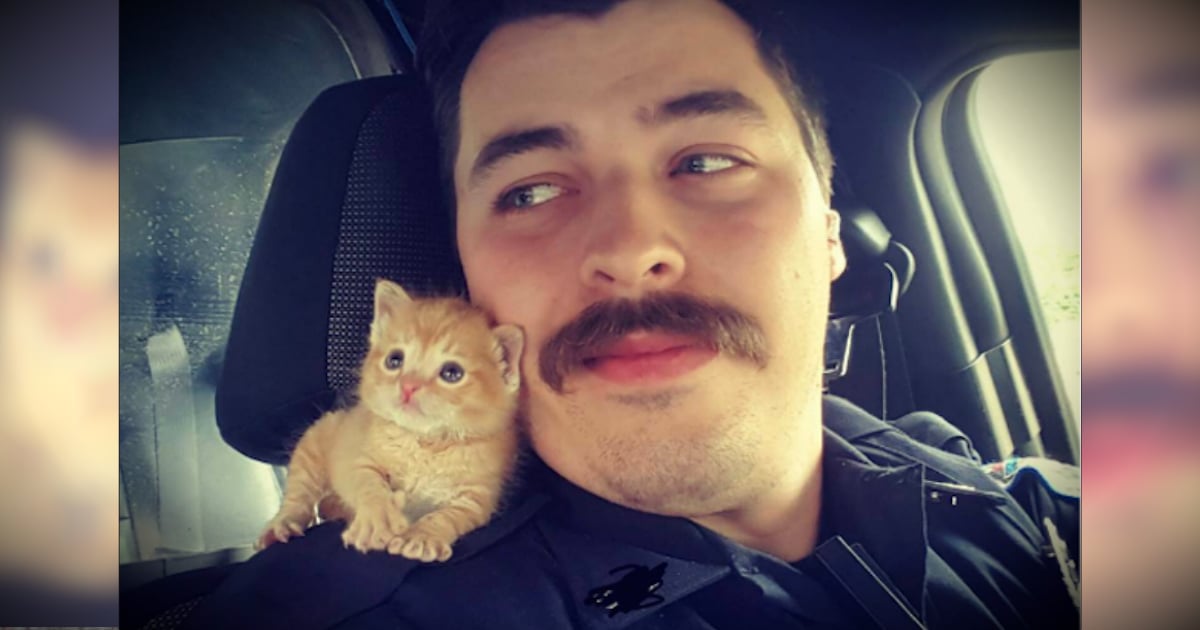 godupdates abandoned kitten rescued by cop with mustache fb