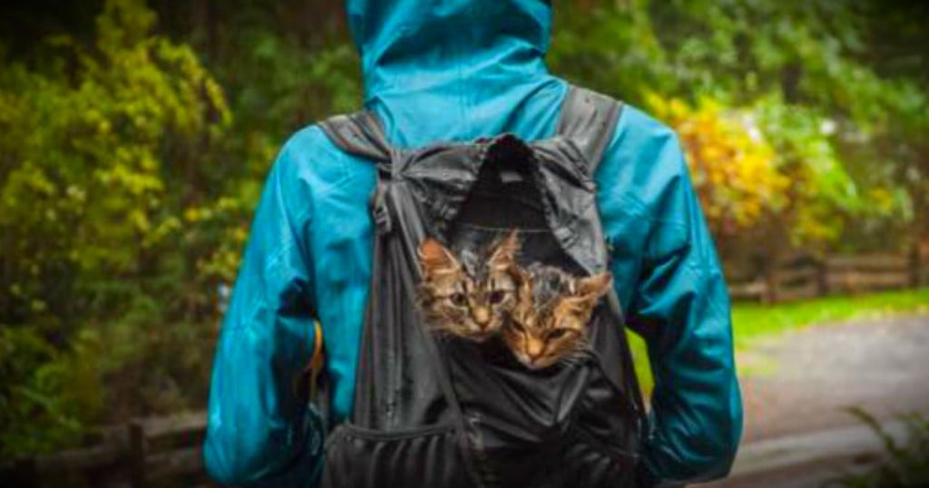 godupdates abandoned kittens rescued from trash become adventurers fb