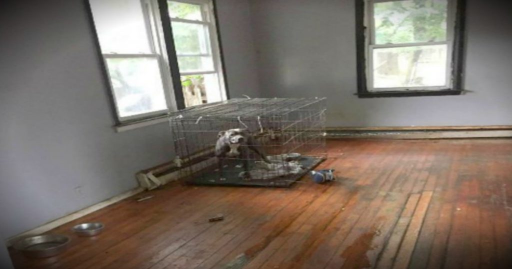 godupdates abandoned pit bulls left in vacant house by evicted owners fb