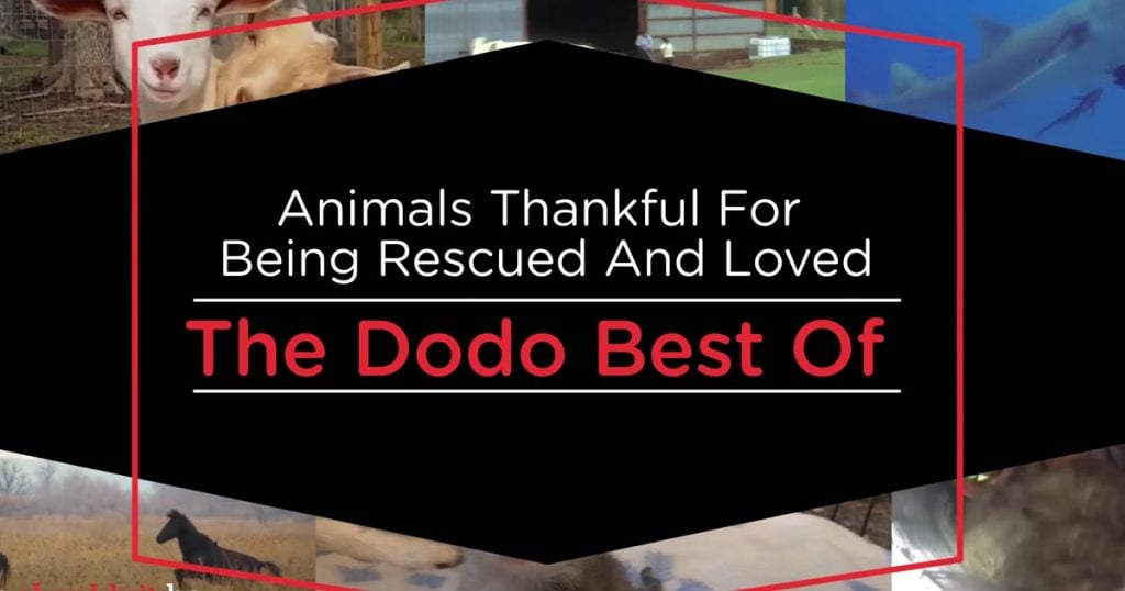 Animals Thankful For Being Rescued Compilation