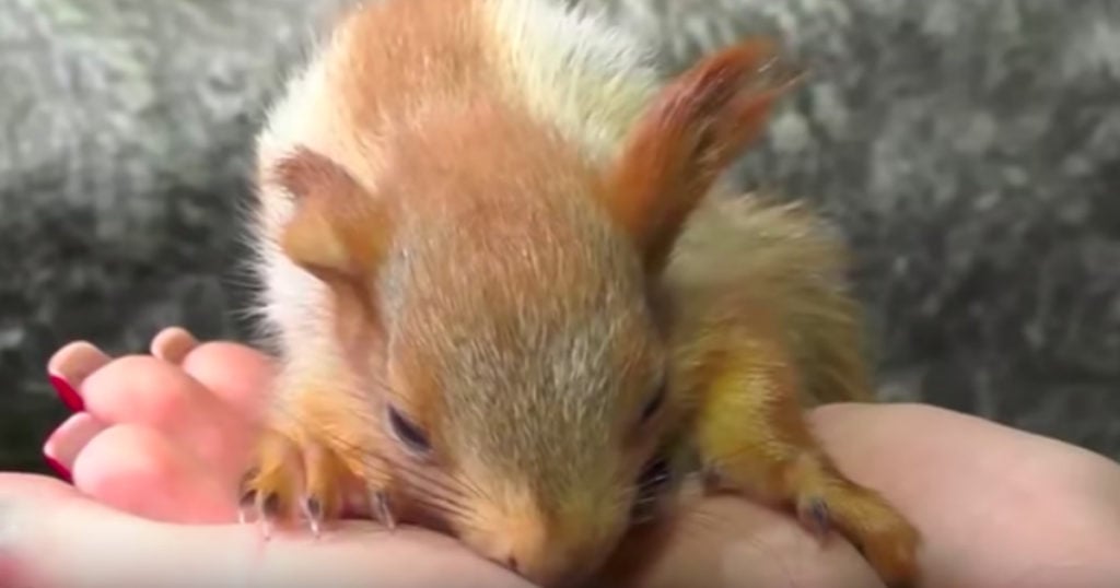 baby squirrels adopted by cat pusha