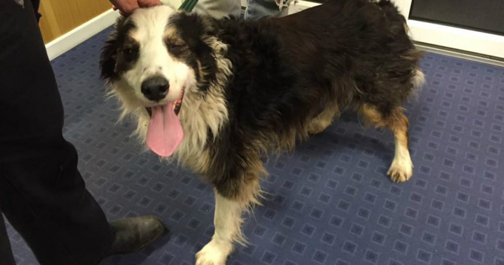 godupdates border collie spent 2 months roaming 50 milesto find owner 2