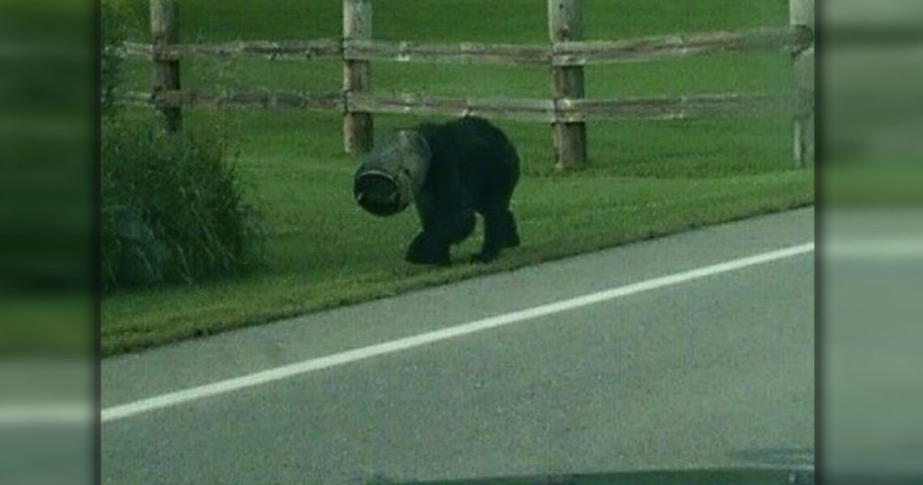 bucket bear gets daring rescue 1