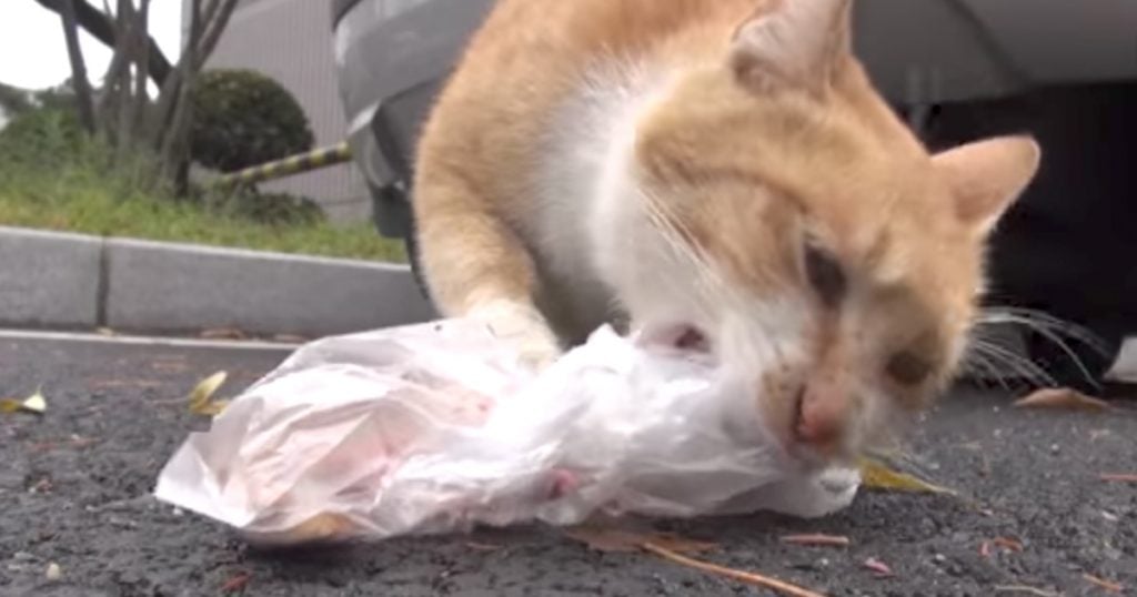 Stray Cat Only Takes Food In A Bag