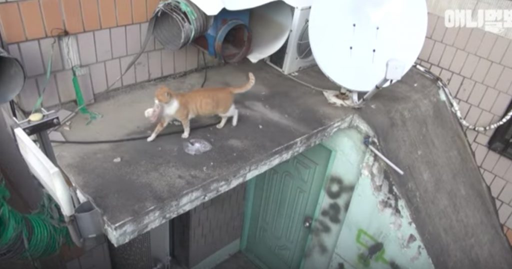 Stray Cat Only Takes Food In A Bag