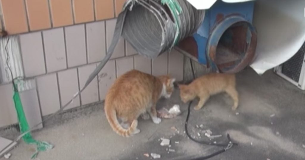 Stray Cat Only Takes Food In A Bag