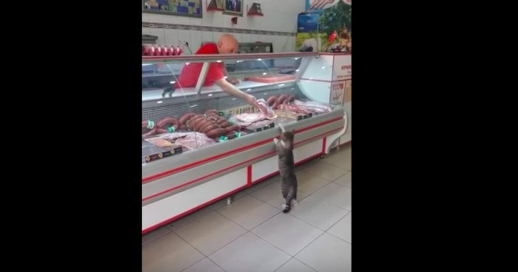 godupdates cat selecting food