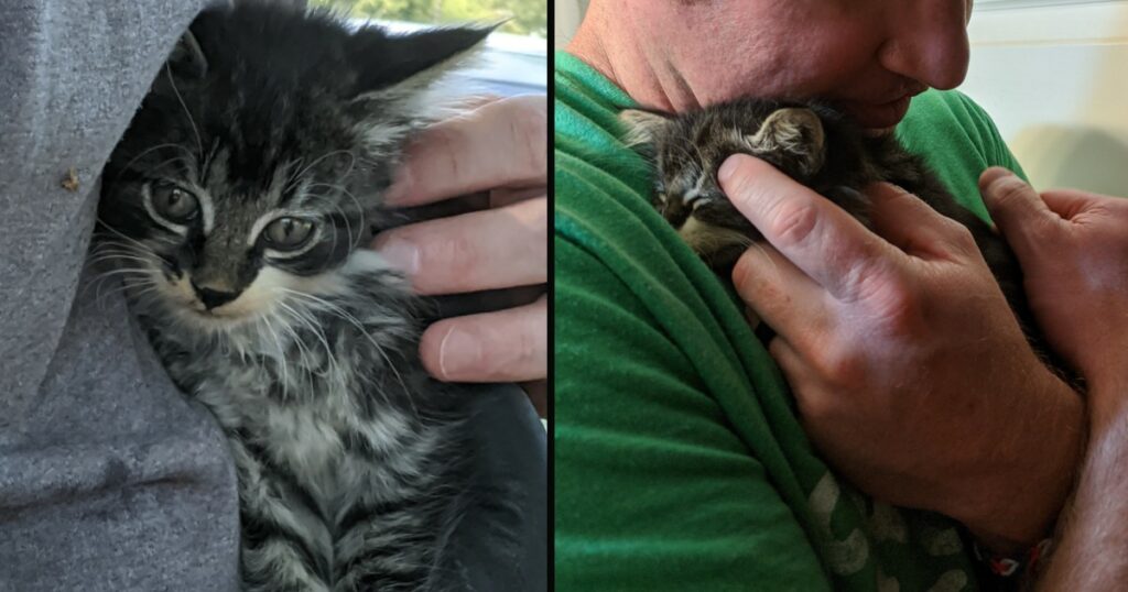 cat stuck in car engine