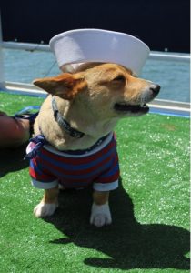 godupdates corgi cruise memorial day 10