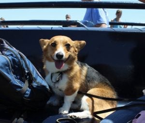 godupdates corgi cruise memorial day 17