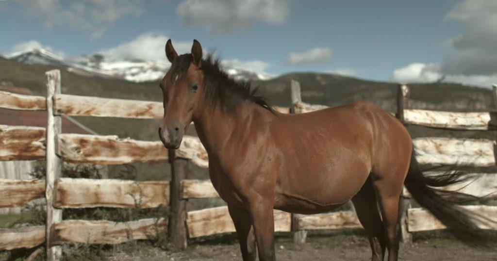 Gaucho Tames A Wild Horse In Patagonia BBC Earth