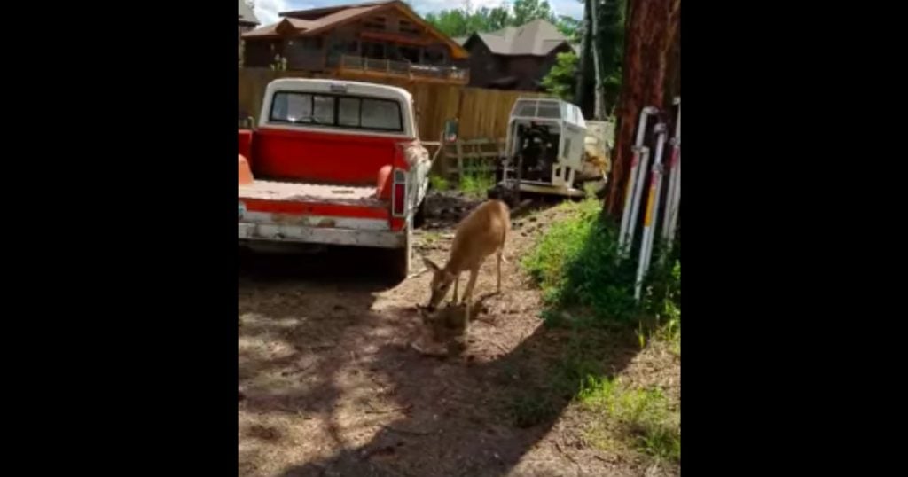 godupdates deer rescue afer fall