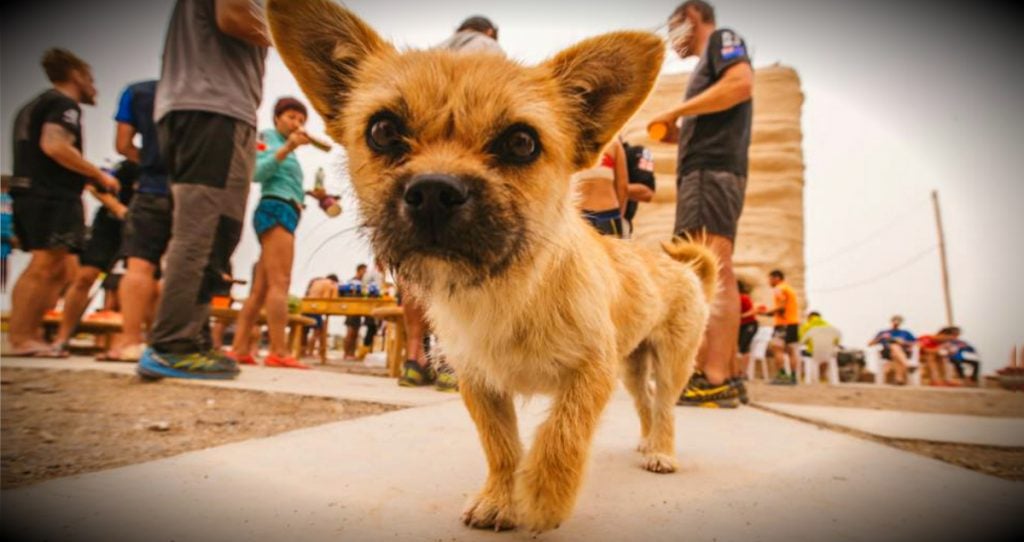 godupdates desert stray dog picks extreme marathon runner as her human fb