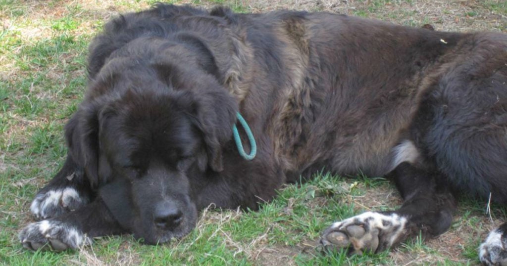 dog chained outside diesel animal rescue story