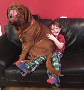 godupdates dog saves 5-year-old boy from blindness 2