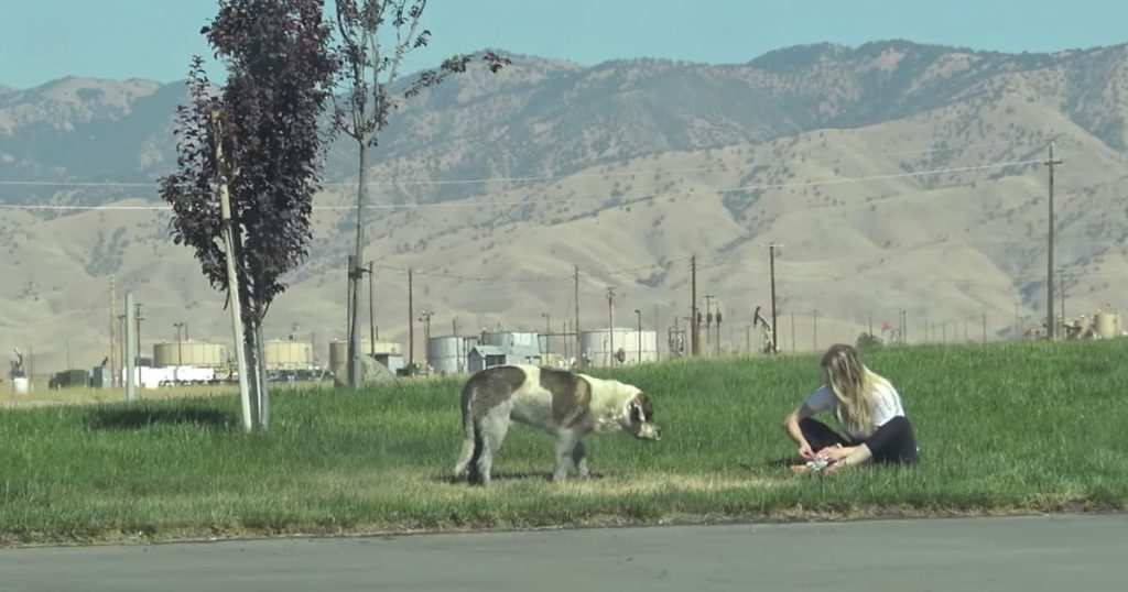 Dog Stranded Rescued By Hope For Paws