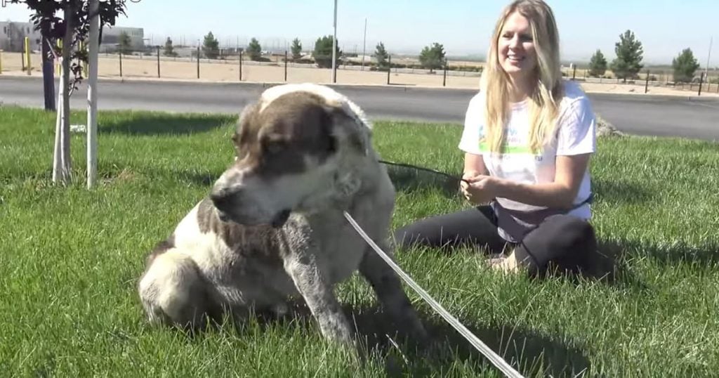 Dog Stranded Rescued By Hope For Paws