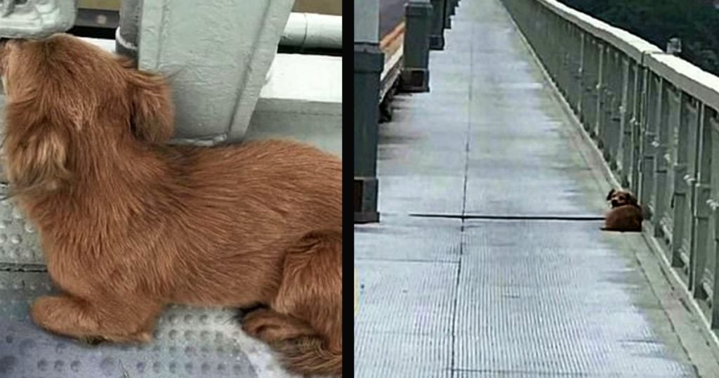 dog waiting for owner on bridge