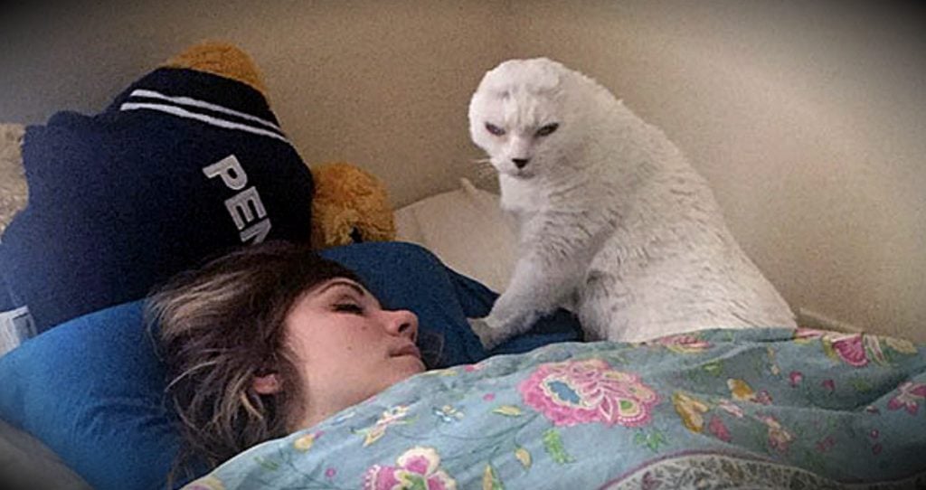 godupdates earless cat saves the woman who rescued him fb