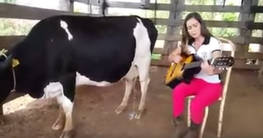 Farmer Milks Cow By Playing The Guitar