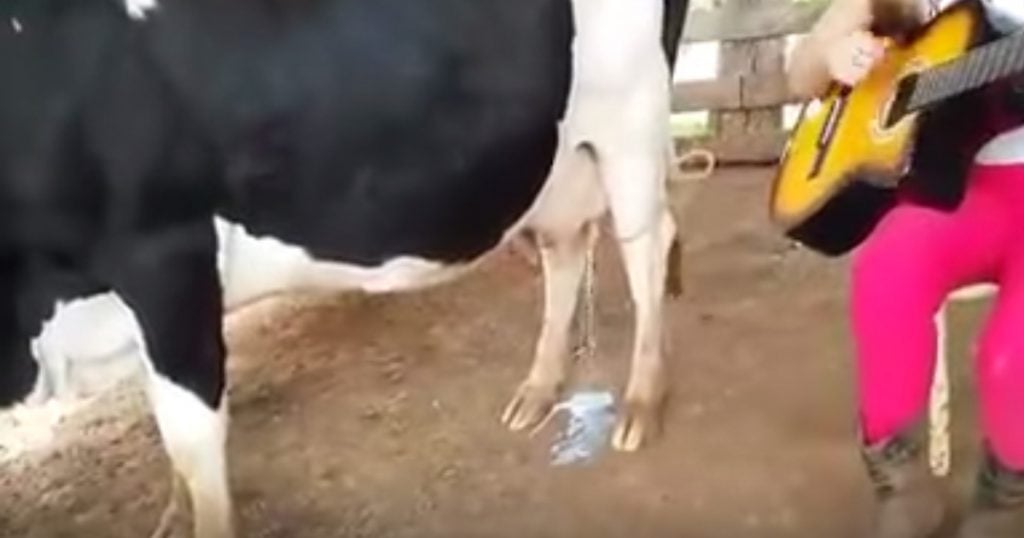 Farmer Milks Cow By Playing The Guitar