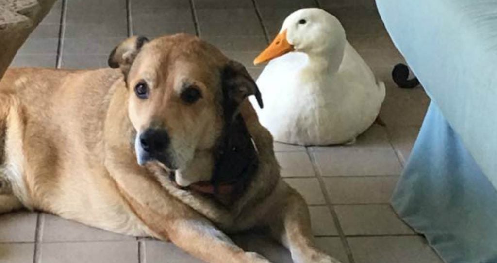 godupdates friendly duck helps mend a grieving dog's heart 1