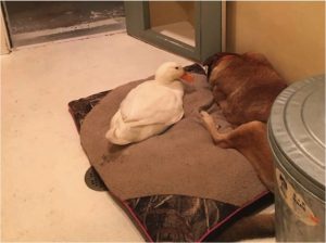 godupdates friendly duck helps mend a grieving dog's heart 2