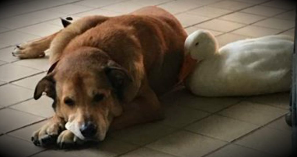 godupdates friendly duck helps mend a grieving dog's heart fb