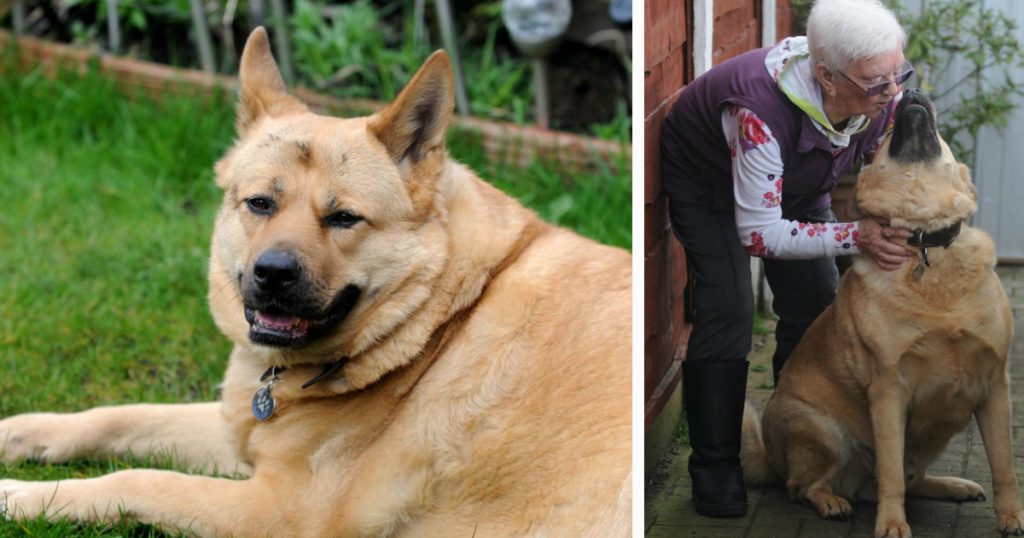 godupdates heroic story about a dog saving 86-year-old grandma from burglar 1