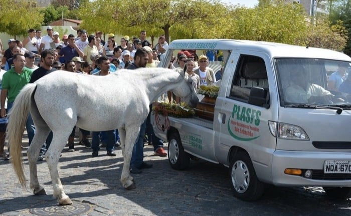 godupdates horse grieving his owner's death at funeral 3