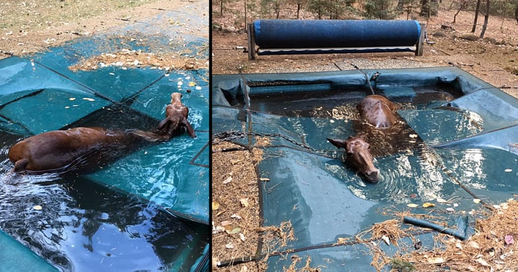 horse trapped in a pool after california wildfire