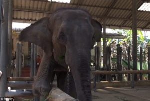 godupdates injured elephant mosha gets prosthetic leg 1