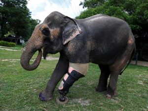 godupdates injured elephant mosha gets prosthetic leg 2