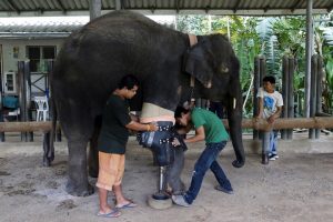 godupdates injured elephant mosha gets prosthetic leg 3